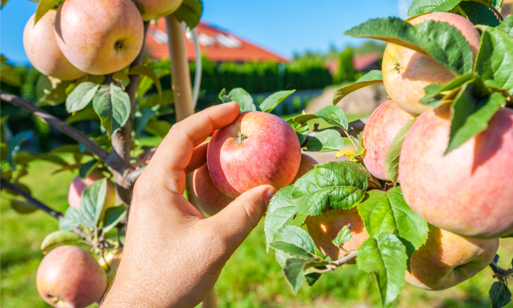 B.C. implementing new safety measures for seasonal domestic fruit pickers