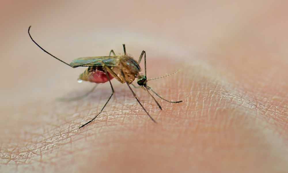 Four ways to protect workers from insect bites and stings | Canadian  Occupational Safety