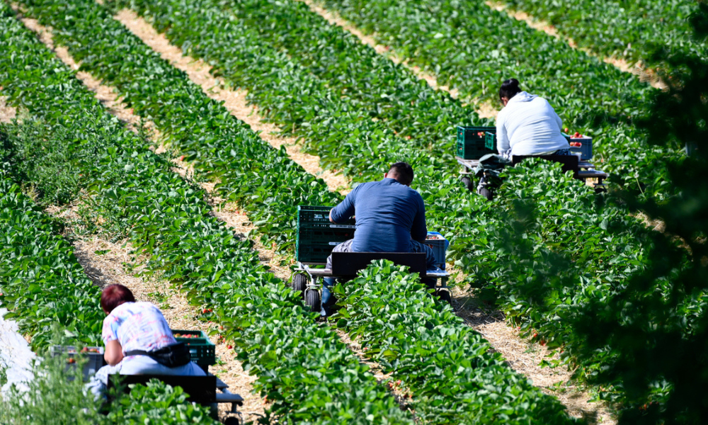 Jamaican Minister Denies Canada Farm Workers Claim On Living 