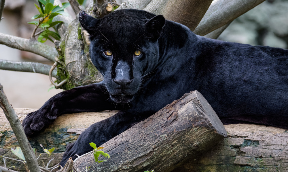Jaguar  Zoo de Granby