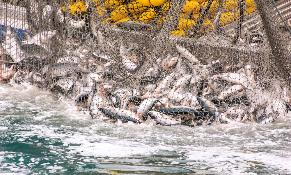 Salmon producers plate up billion-dollar deal with top globals' guidance - Vimarsana News