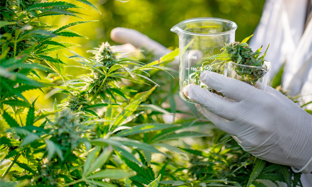 Thomson Geer assists medical cannabis company on merger
