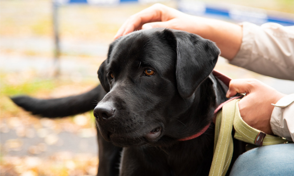 FCFCOA launches therapy dog program - Vimarsana News