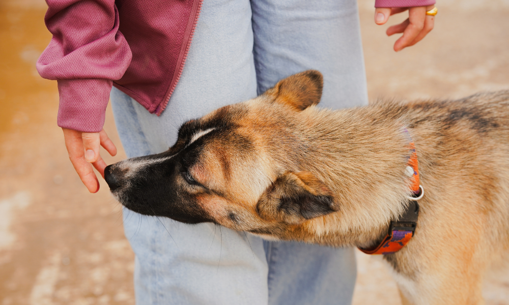 NSW government launches review of pet ownership laws, seeks public feedback