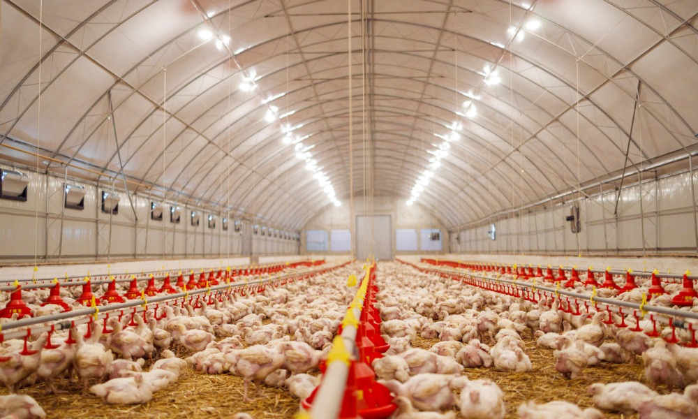 Anderson Lloyd advises Silverfin subsidiary on poultry farm pickup | NZ ...