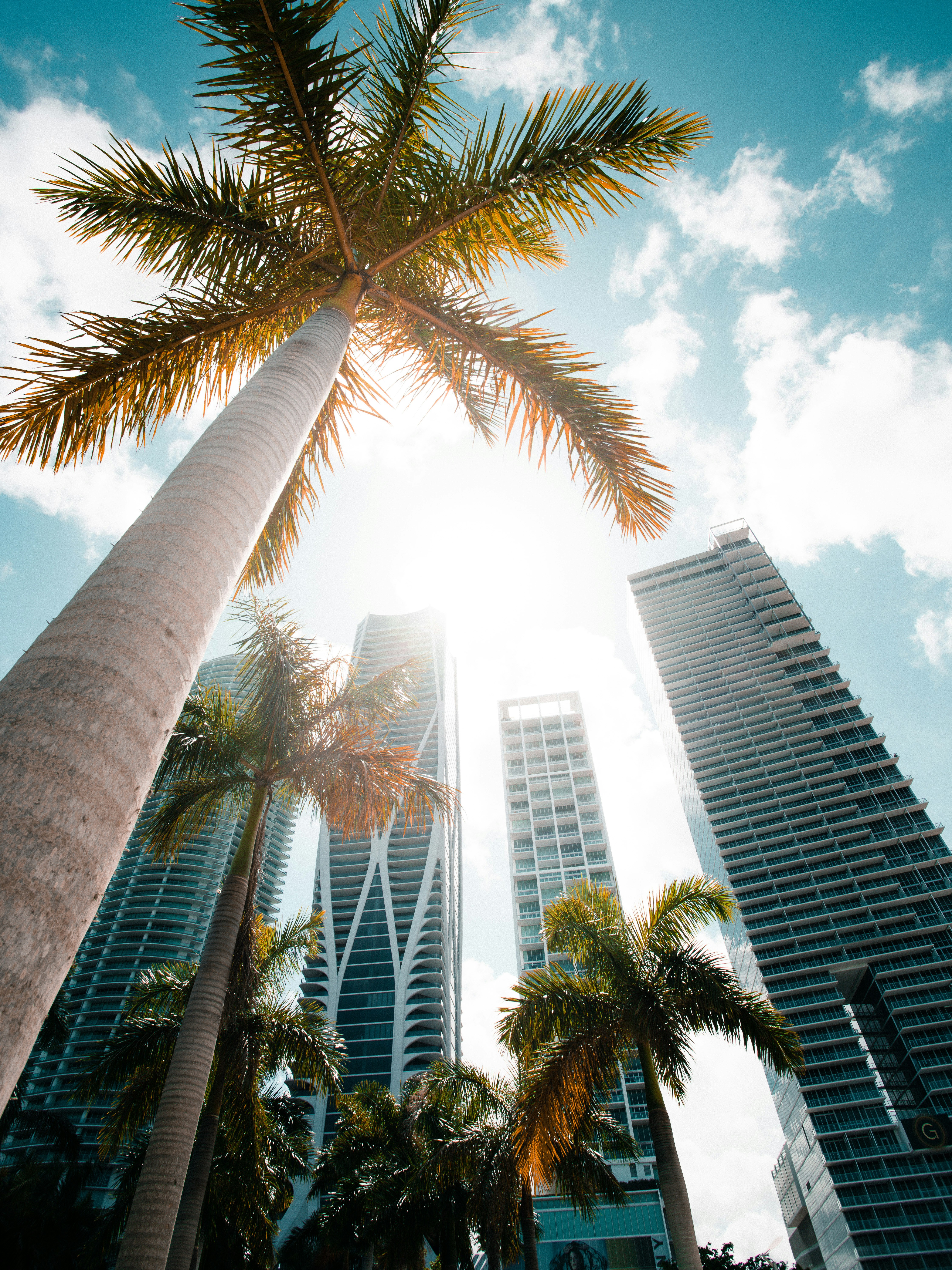 low angle shot of office buildings and palm trees against the blue sky in Miami Florida