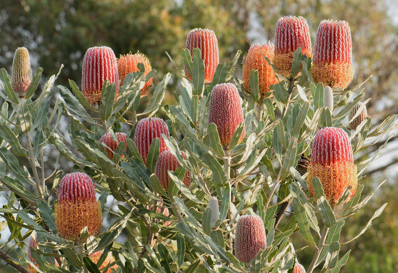 the cone-shaped Banksia that blooms in autumn is one of Melbourne’s native flowers